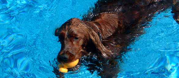 seguridad-de-las-mascotas-en-las-piscinas